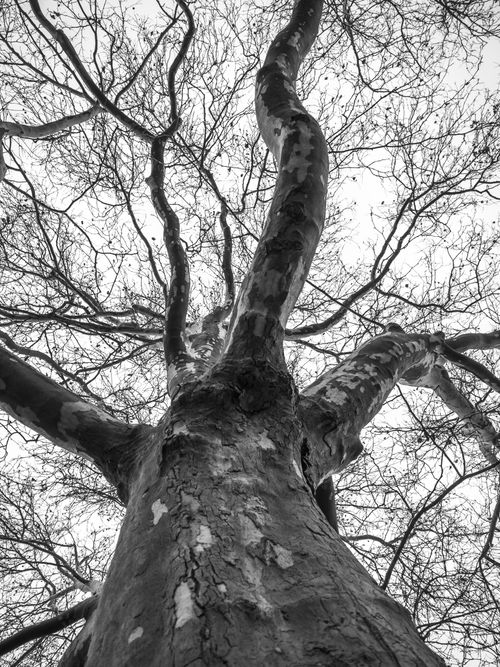Free Striking black and white image of a tree in Wrocław, capturing its twisted branches. Stock Photo