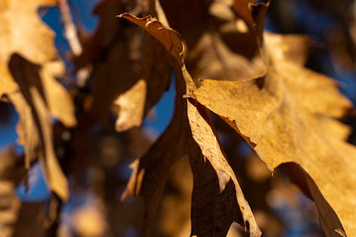 Foto profissional grátis de castanho, cor do outono, cores de outono