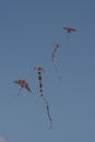 Colorful Kites Flying Against Blue Sky in Colombo