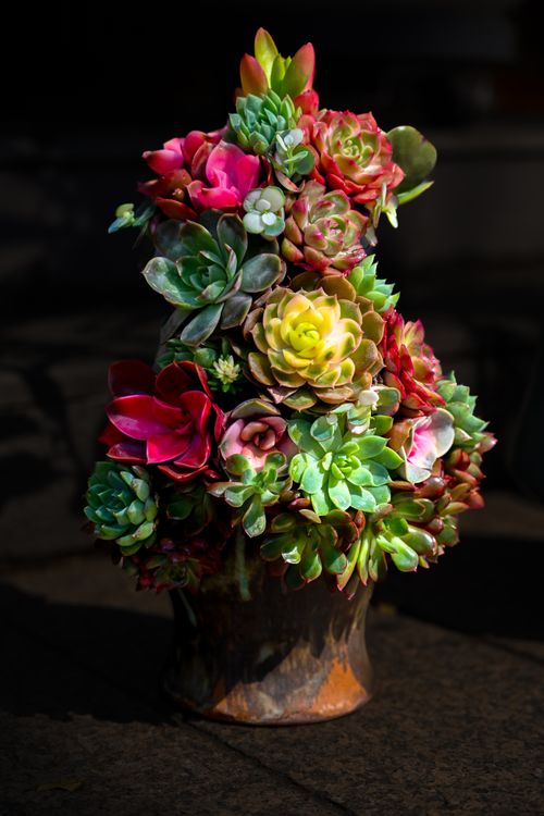 Free Colorful succulent plant arrangement with various species in a rustic pot against a dark backdrop. Stock Photo