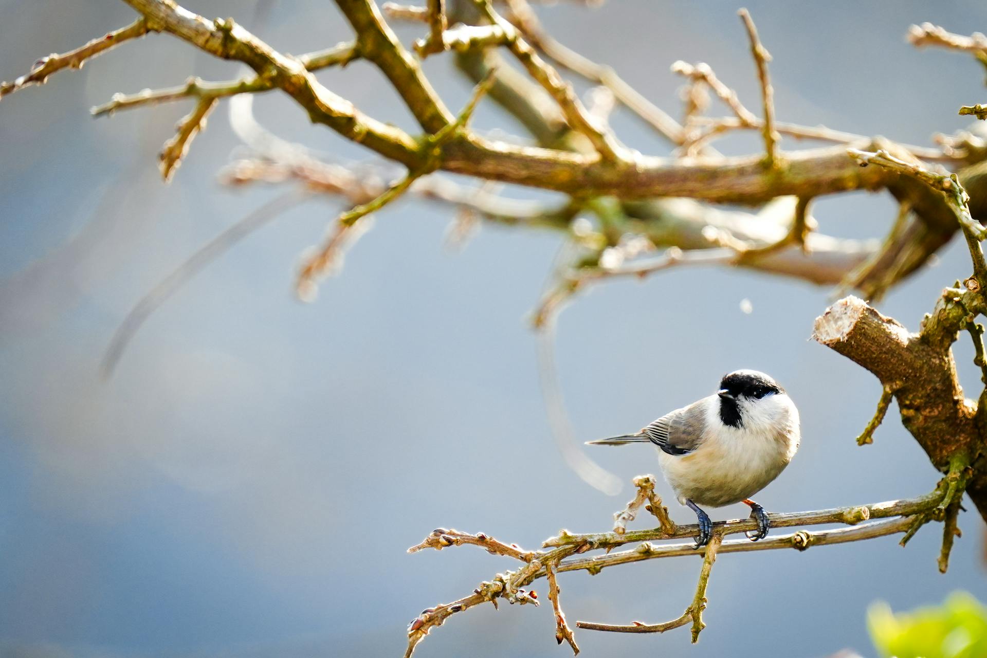 A chickadee sits on a budding branch against a blue sky, symbolizing spring.