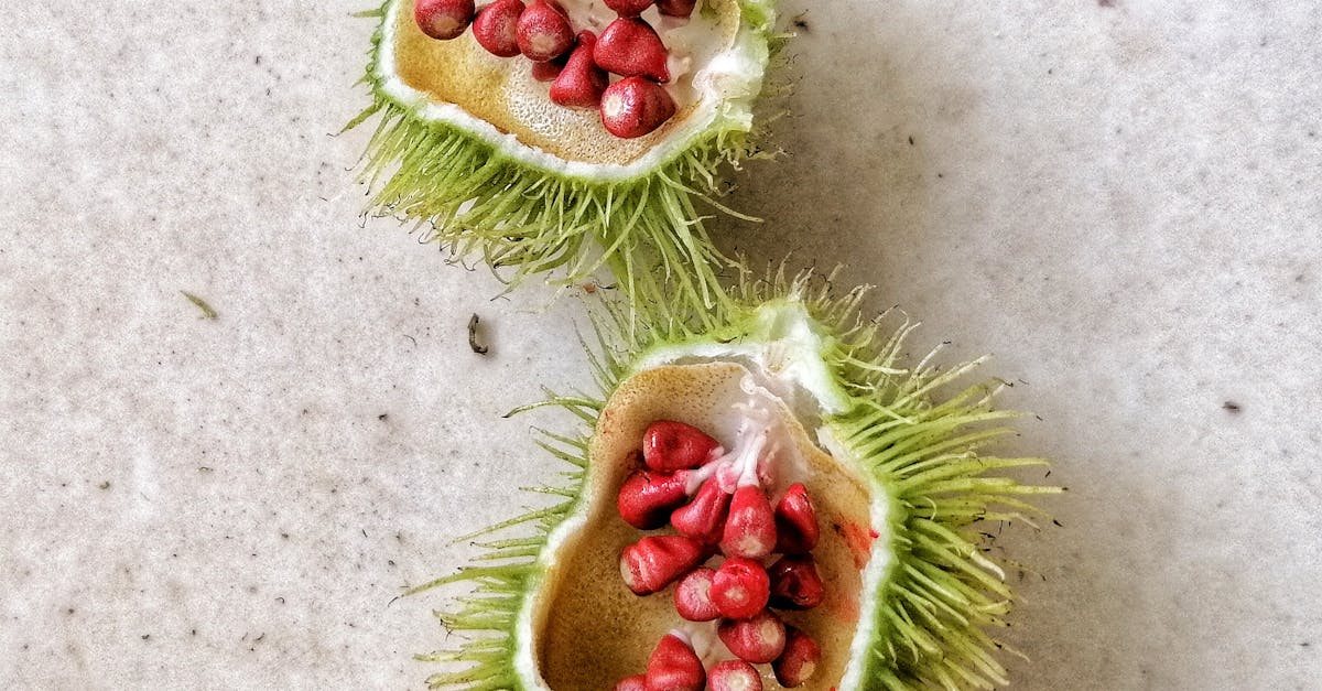 Annatto Fruit Free Stock Photo annatto-fruit-free-stock-photo