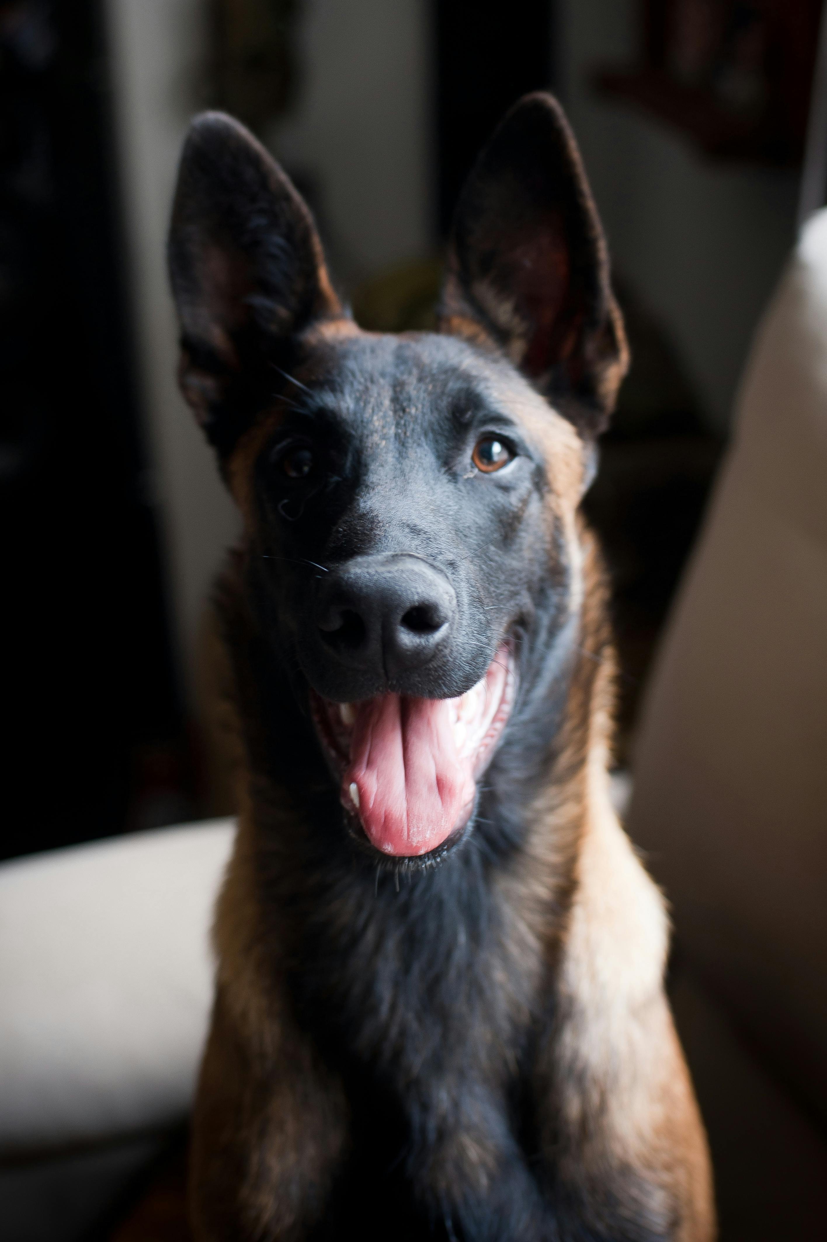 Portrait of a cheerful Belgian Malinois dog inside a cozy room.