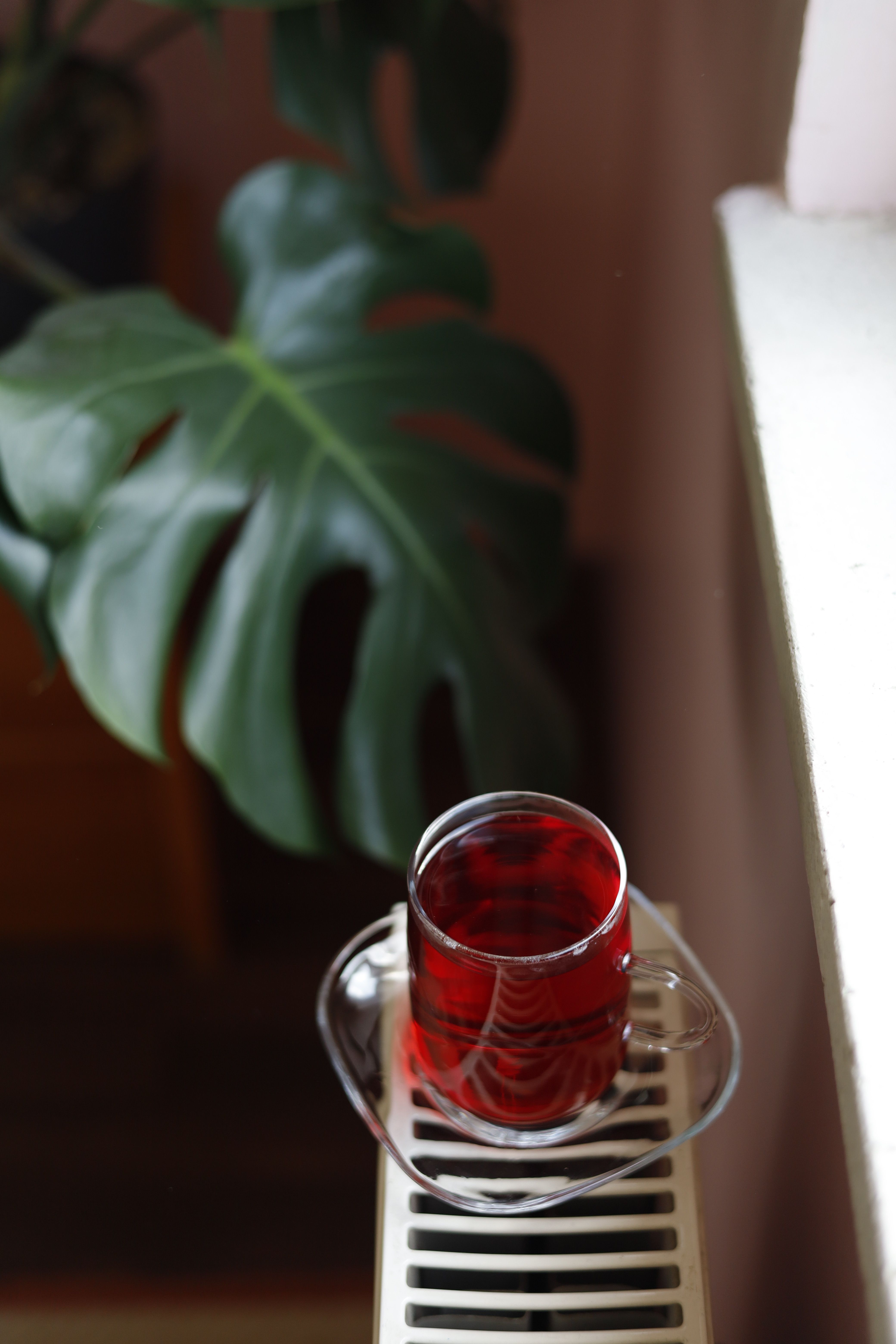 Glass of Red Tea on Radiator with Monstera Leaf · Free Stock Photo