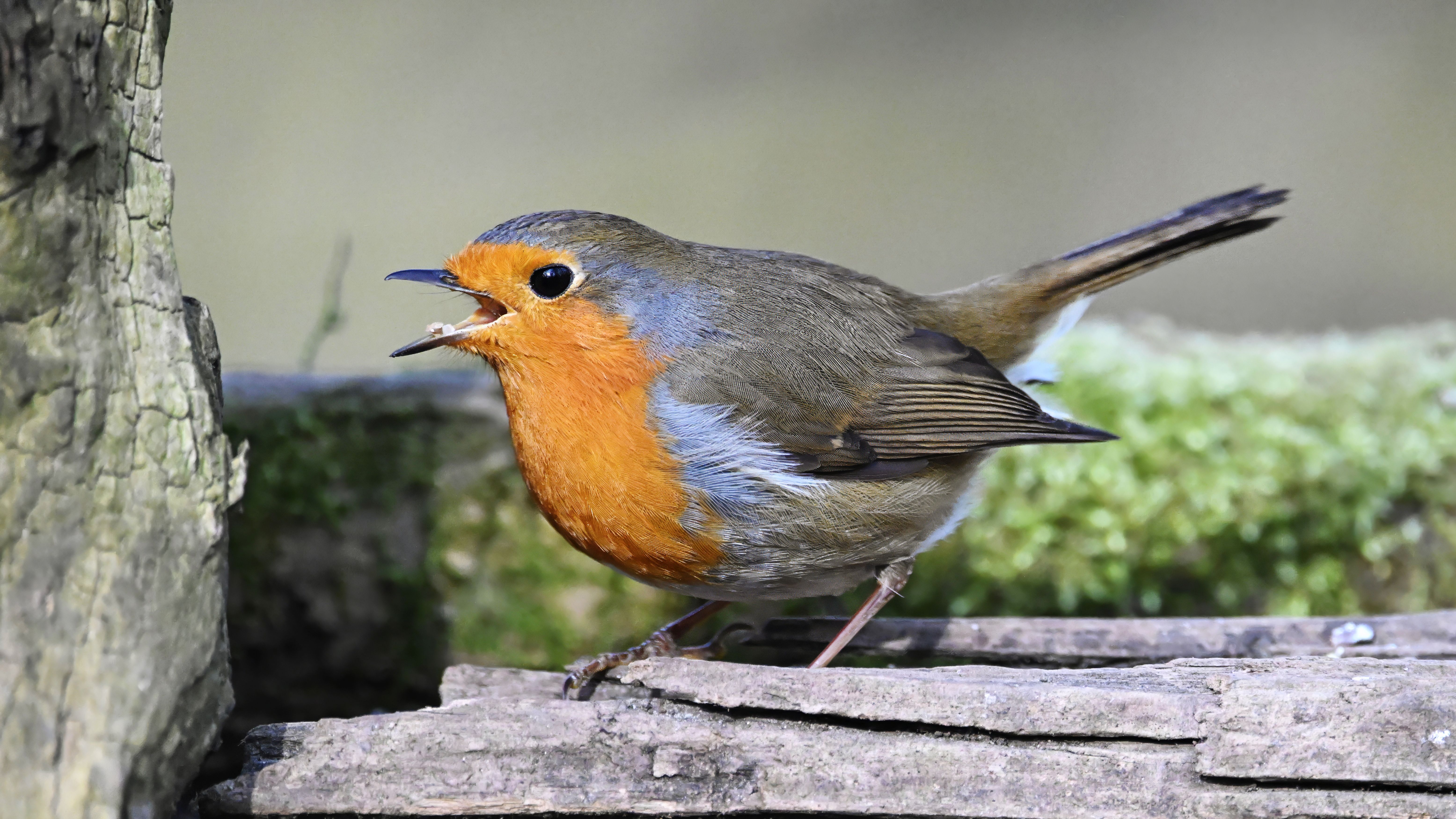 European Robin Singing in Natural Habitat · Free Stock Photo