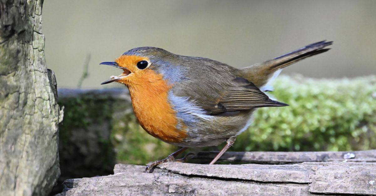 Robin In Nature European Robin Singing in Natural Habitat · Free Stock Photo