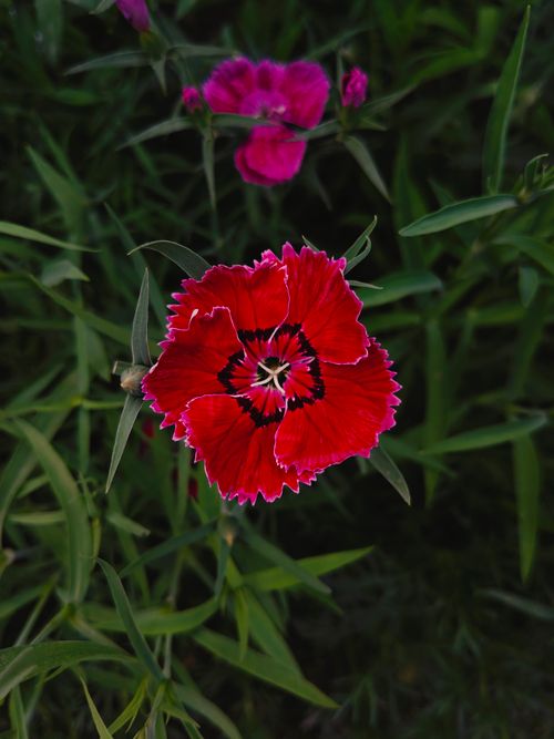 Free Close-up of a vibrant red Dianthus flower in full bloom, surrounded by green foliage. Stock Photo