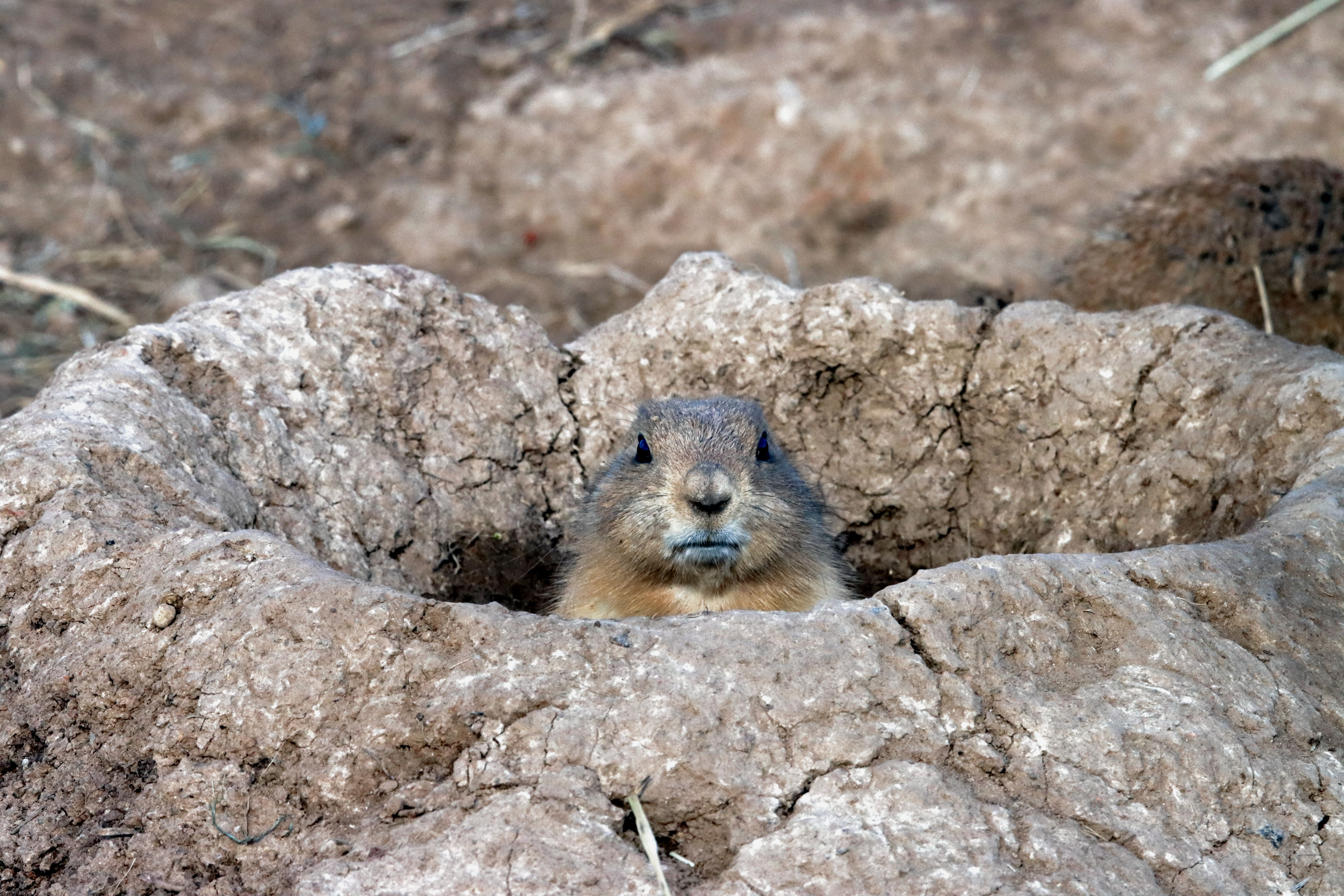 A prairie dog emerges from its burrow, showcasing its natural behavior in a sandy environment.