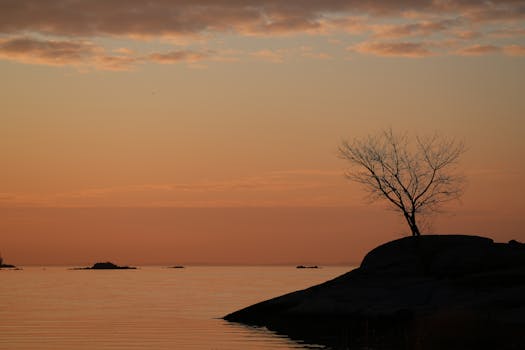 Tranquil sunrise at Cove Island Park in Stamford capturing silhouette of tree against the morning sky.