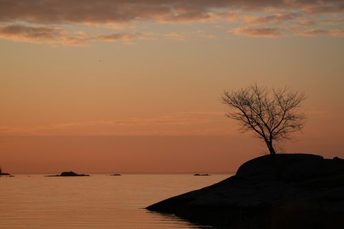 Free Tranquil sunrise at Cove Island Park in Stamford capturing silhouette of tree against the morning sky. Stock Photo