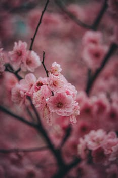 Detailed view of pink cherry blossoms symbolizing spring and renewal.