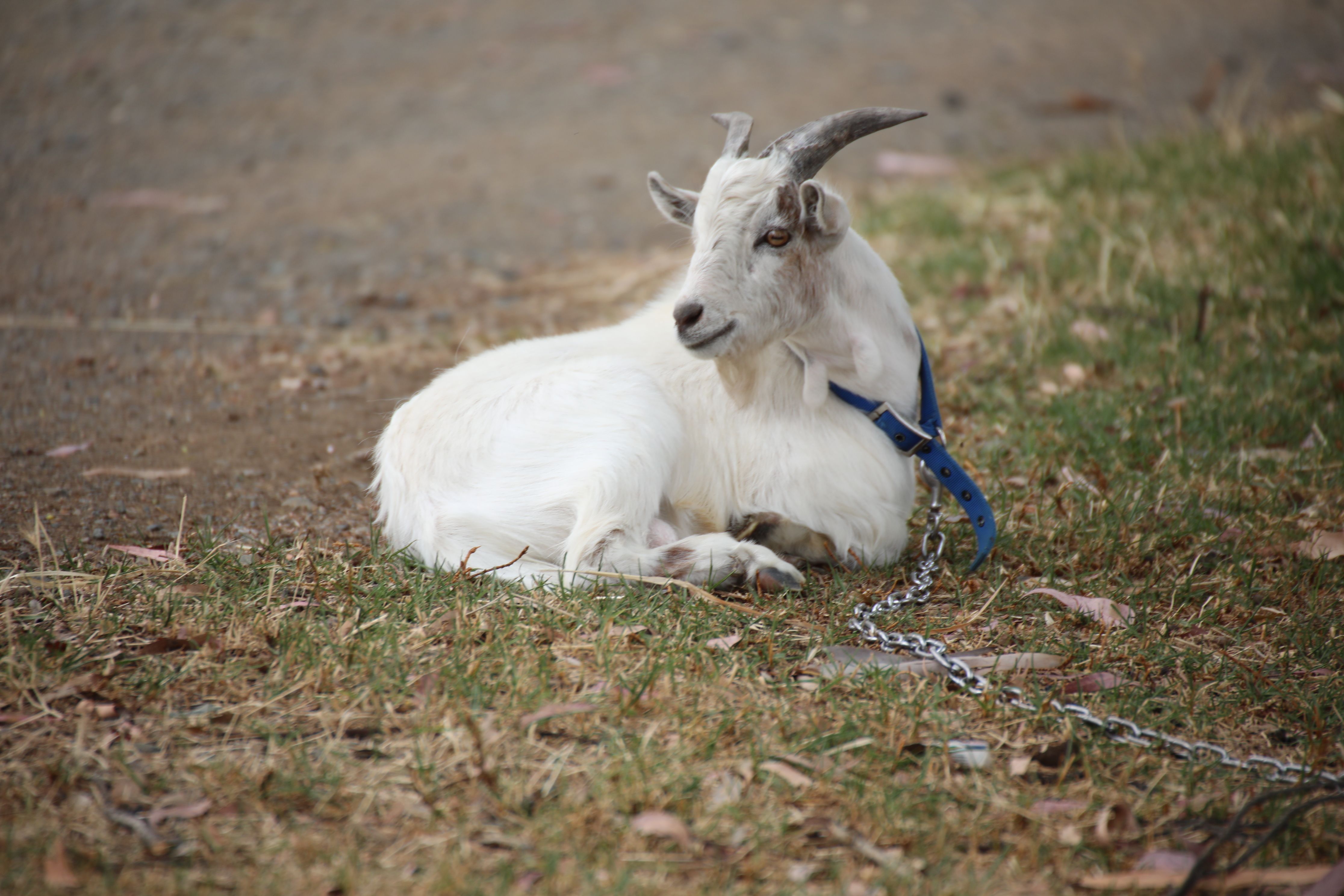A goat undergoing diagnostic blood testing at a veterinary clinic