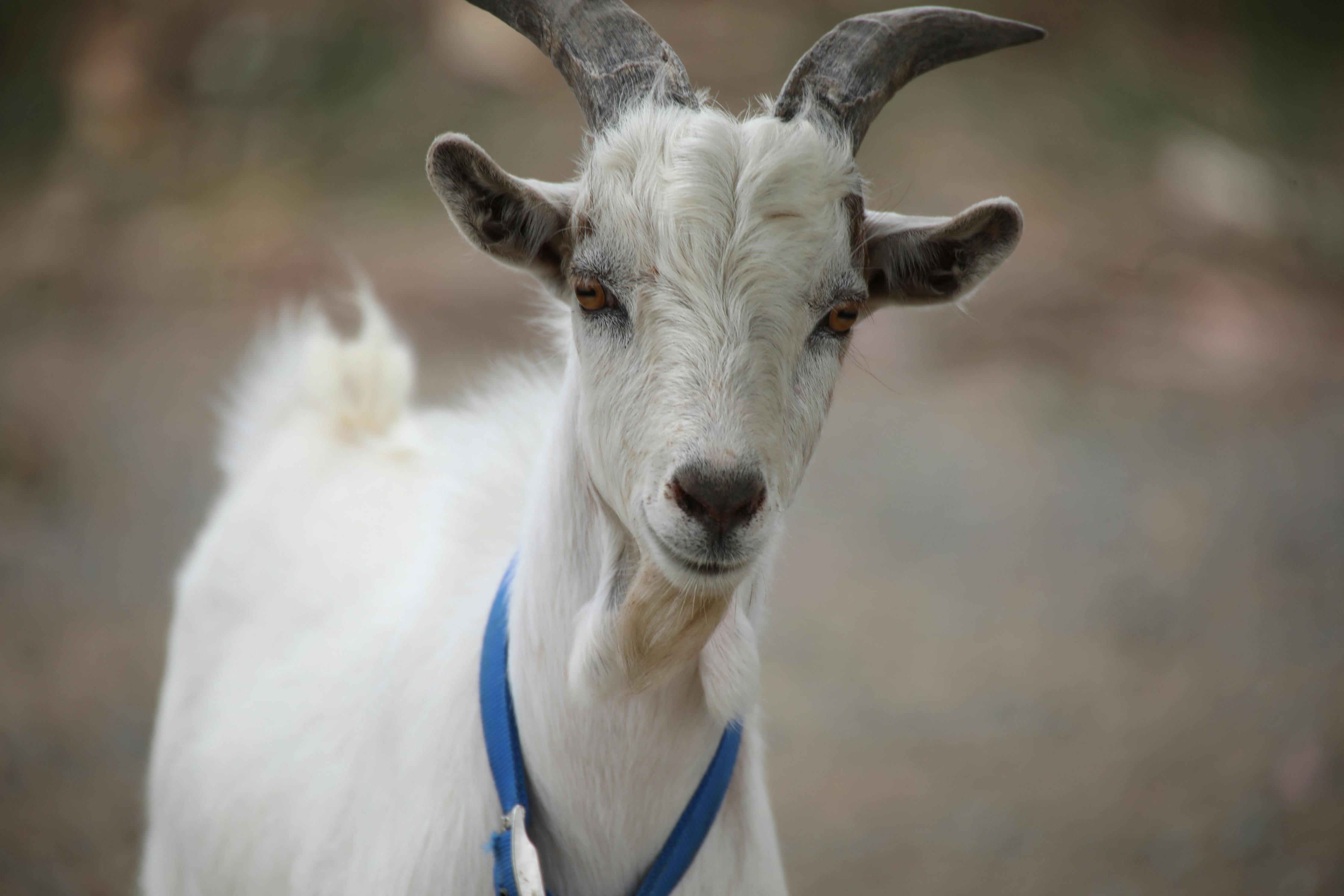 Gratuit Gros plan d'une chèvre domestique blanche regardant directement la caméra à l'extérieur. Photos