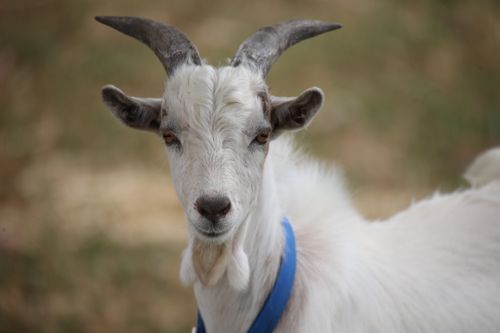 Free Close-up of a white goat with horns and a blue collar in an outdoor setting. Stock Photo