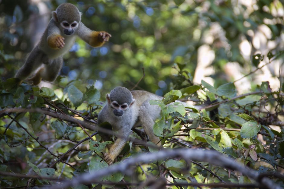 Two squirrel monkeys interact among lush greenery in the Amazon forest.