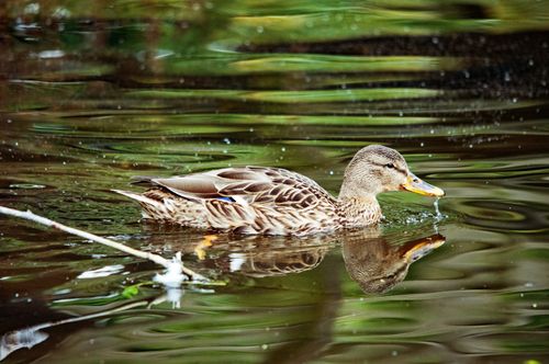 Free A beautiful mallard duck glides across a tranquil pond with reflections on the water. Stock Photo