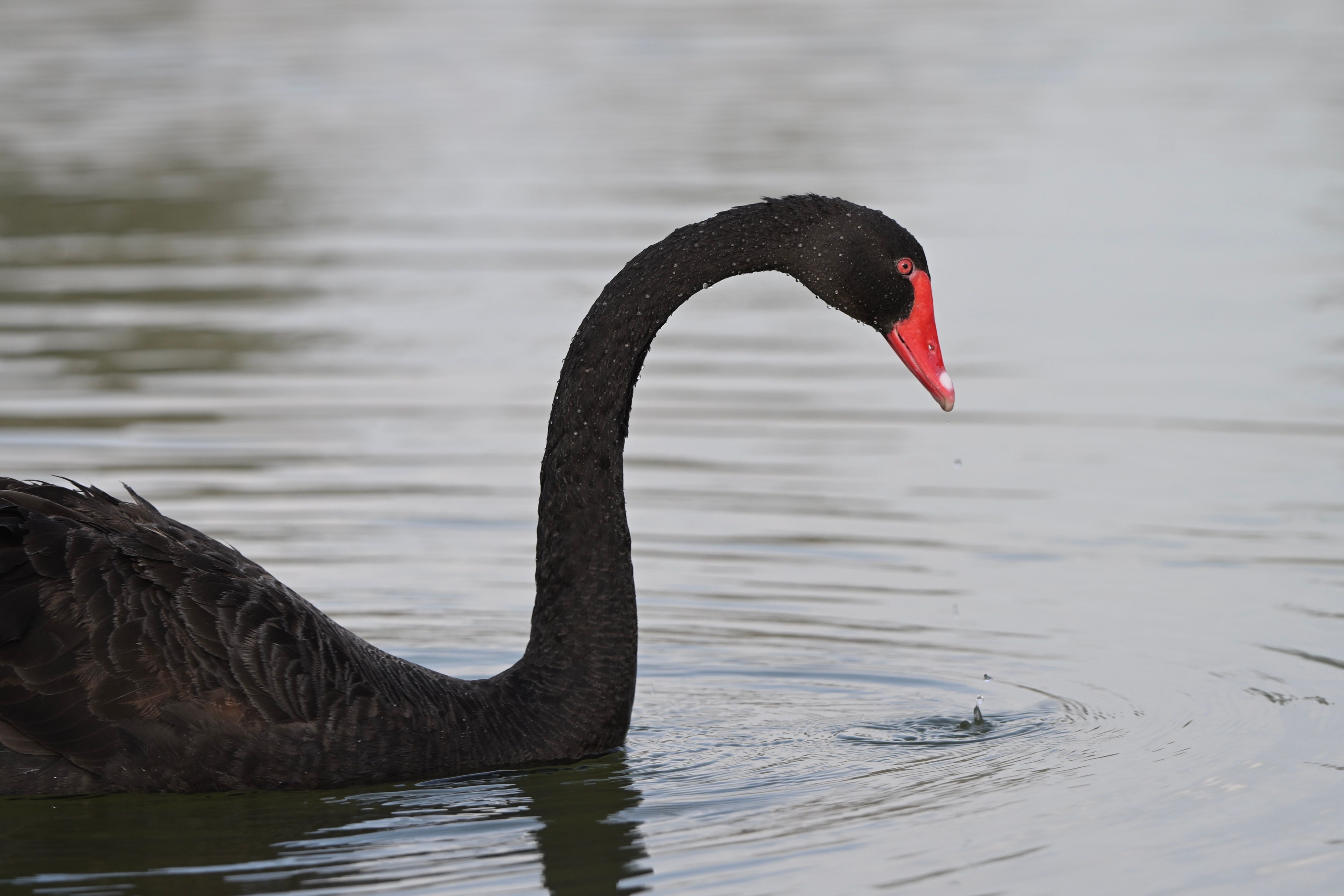 Elegant Black Swan Swimming in Tranquil Lake · Free Stock Photo