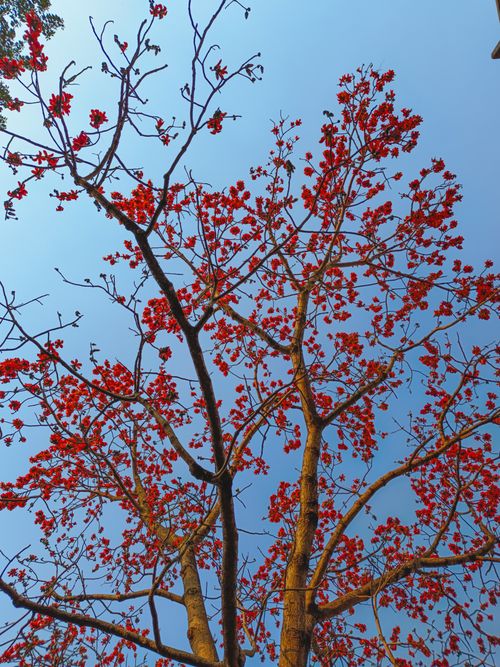Free A vibrant red silk cotton tree in bloom with a clear blue sky background. Stock Photo