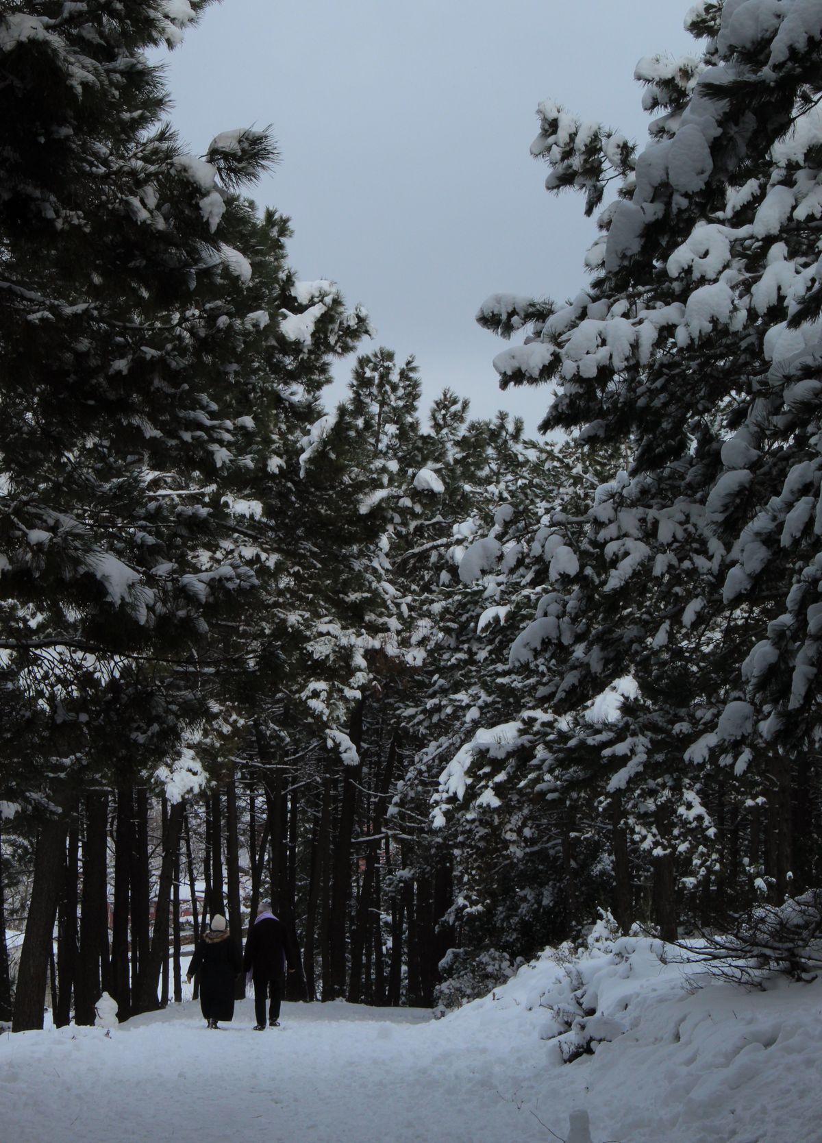 Couple walking hand in hand along a snow-covered forest path in winter