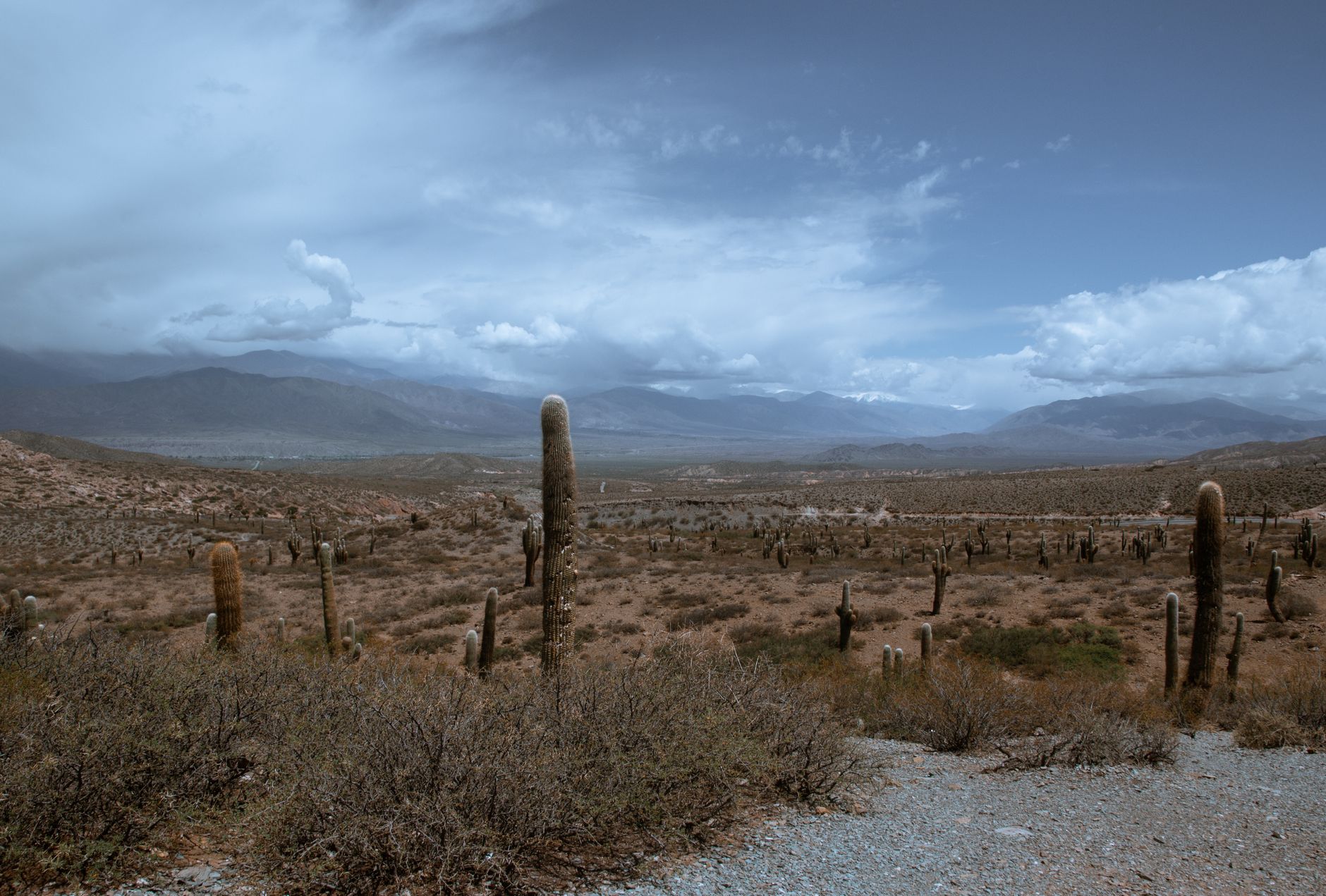 Expansive desert view with cacti under a dramatic sky in Salta, Argentina.