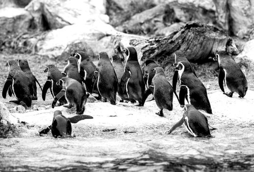 Black and white photo of penguins on rocks, showcasing their natural habitat.