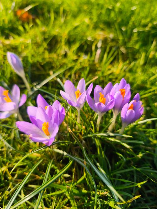Free Close-up of purple crocuses in a sunlit grassy field, signaling spring. Stock Photo