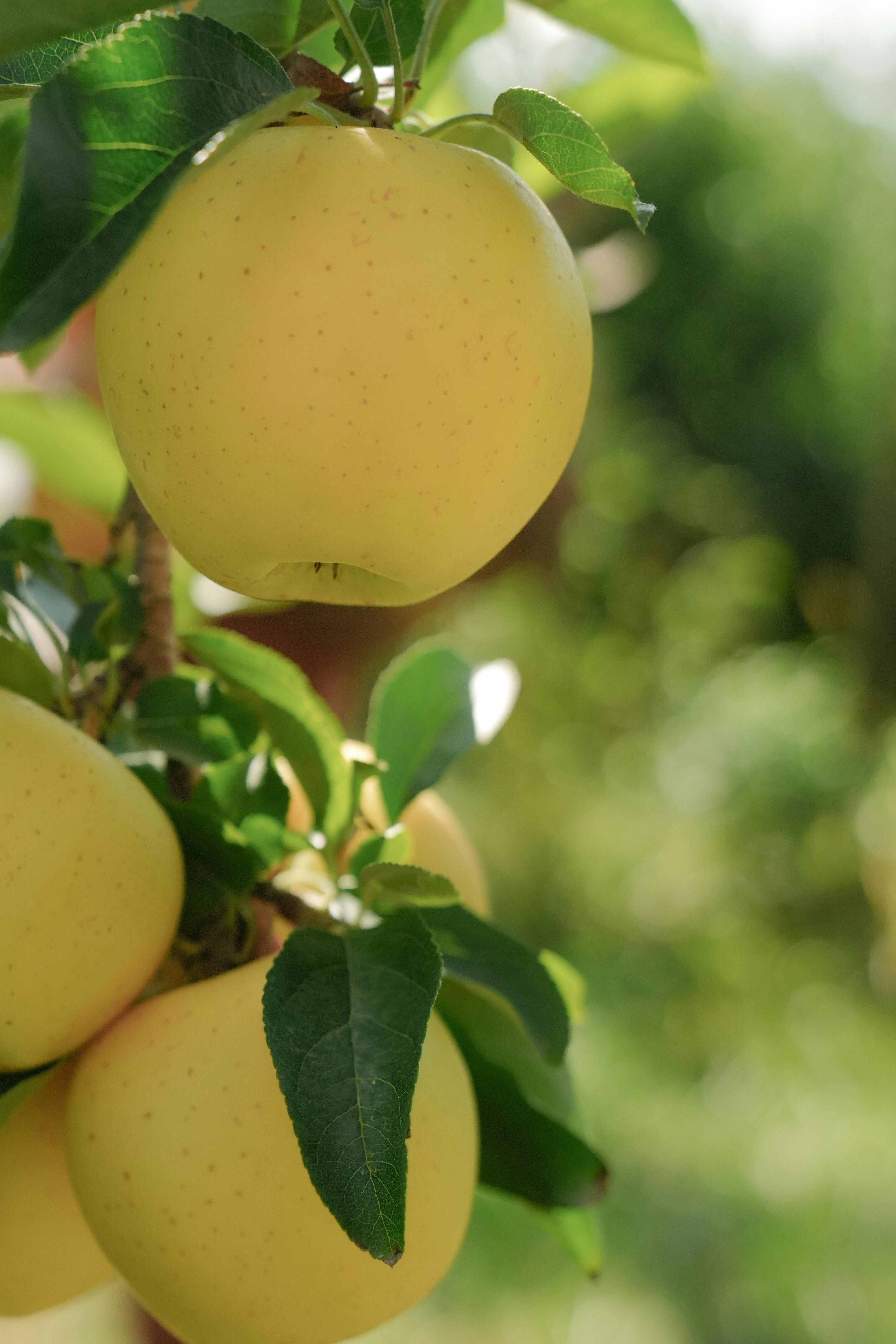 Why Your Established Apple Tree Isn't Fruiting: Troubleshooting Pollination, Pruning, and Nutrient Imbalances for Bumper Harvests