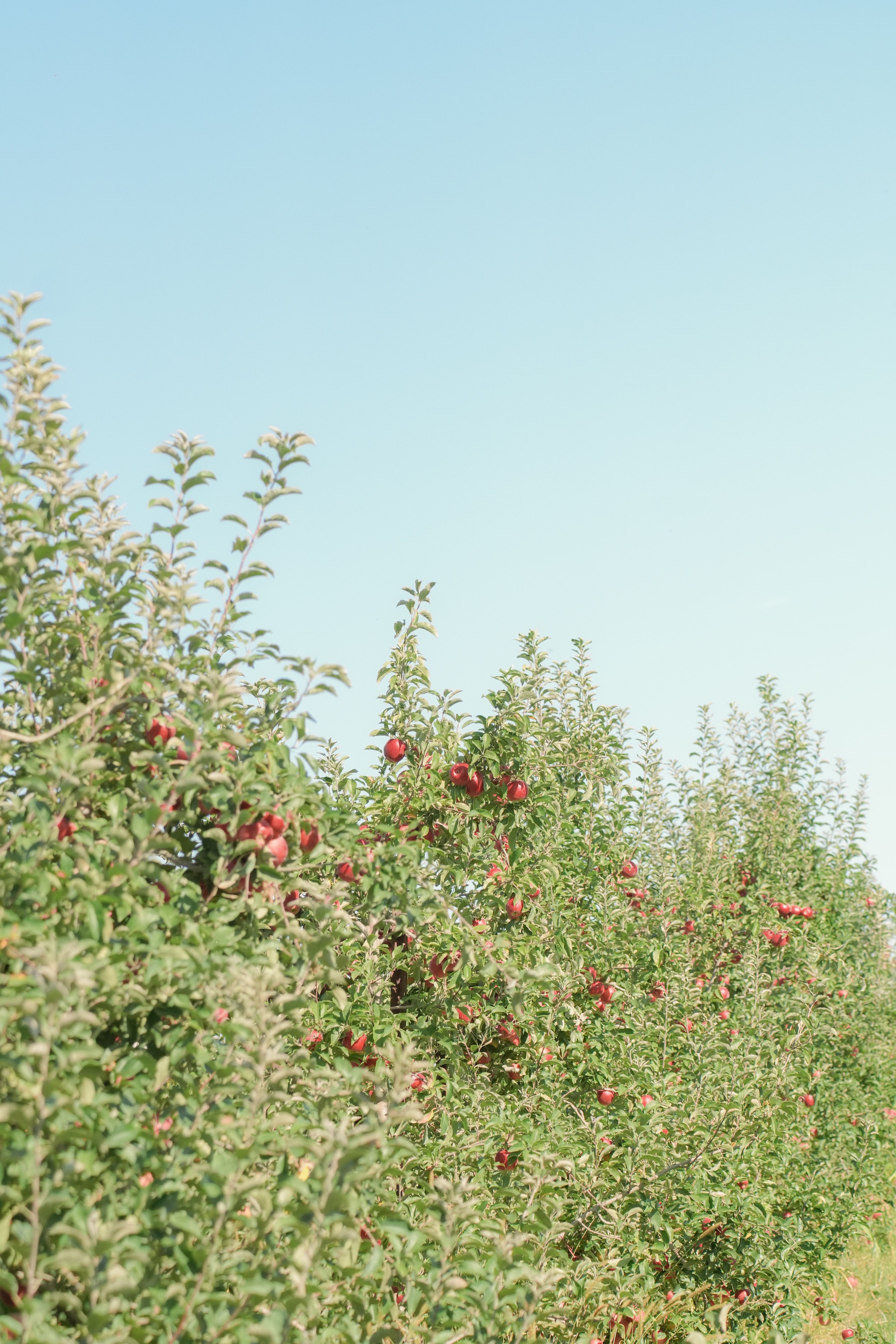 red apple orchard