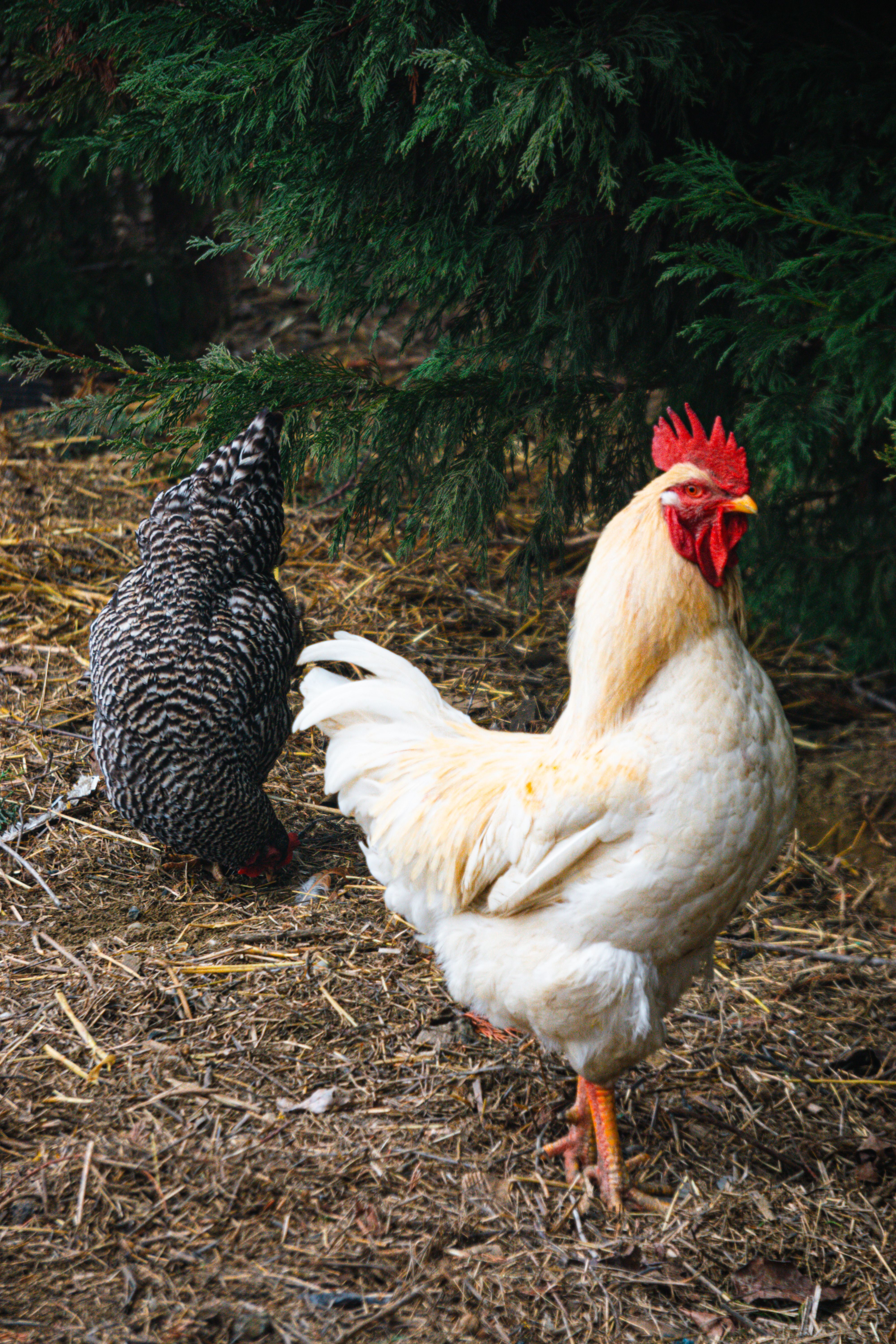 Vibrant Rooster and Hen in Rustic Setting · Free Stock Photo