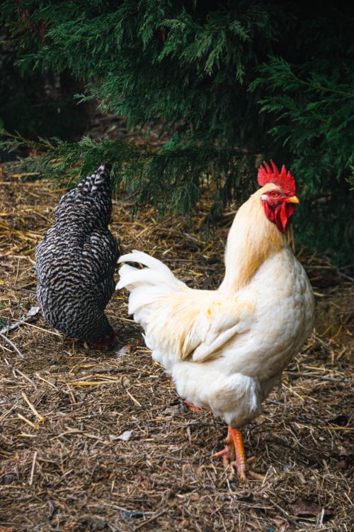Free A lively rooster and hen in a natural outdoor environment Stock Photo
