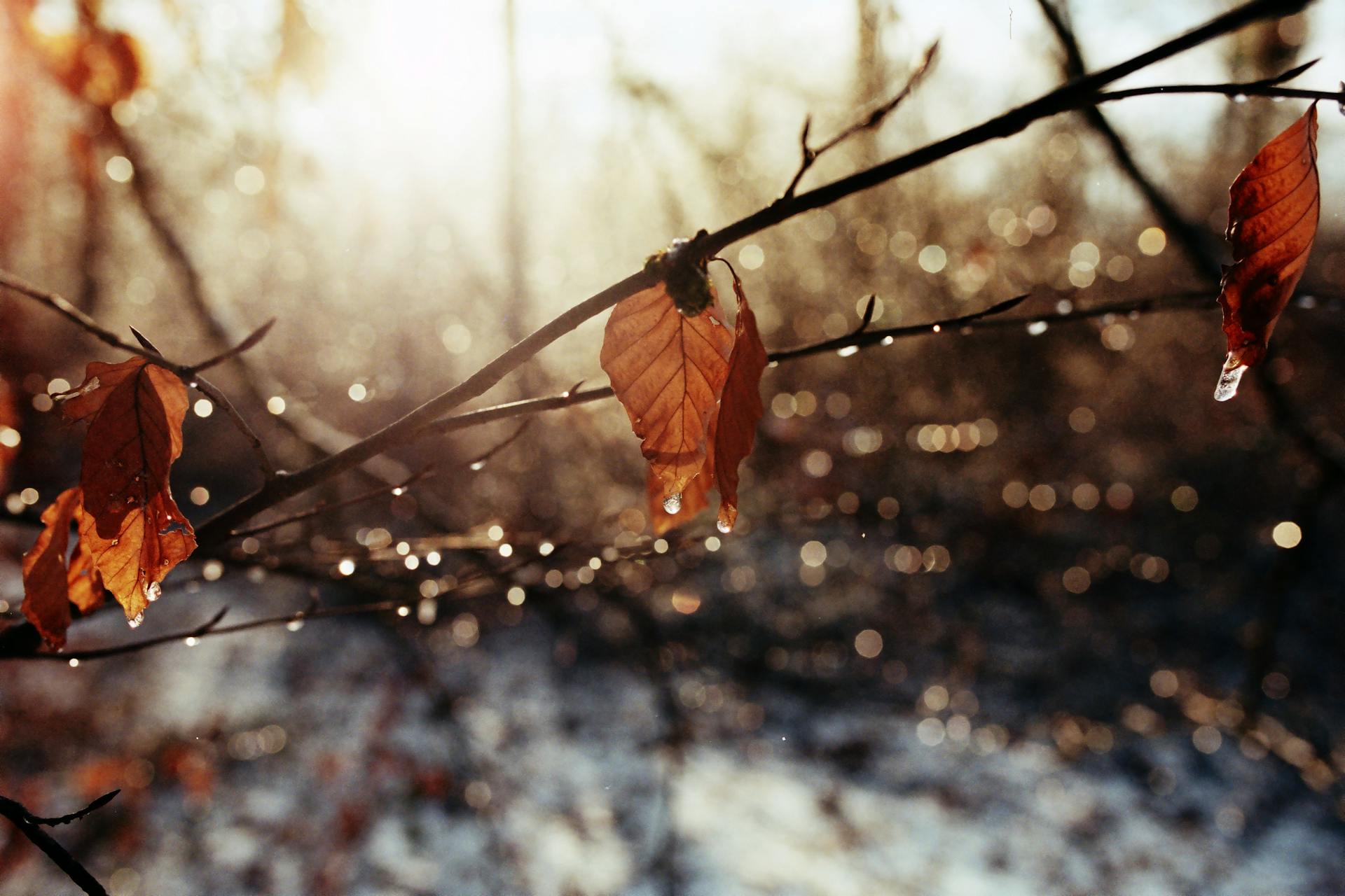 Close-up of autumn leaves on a branch with glistening morning dew in France.