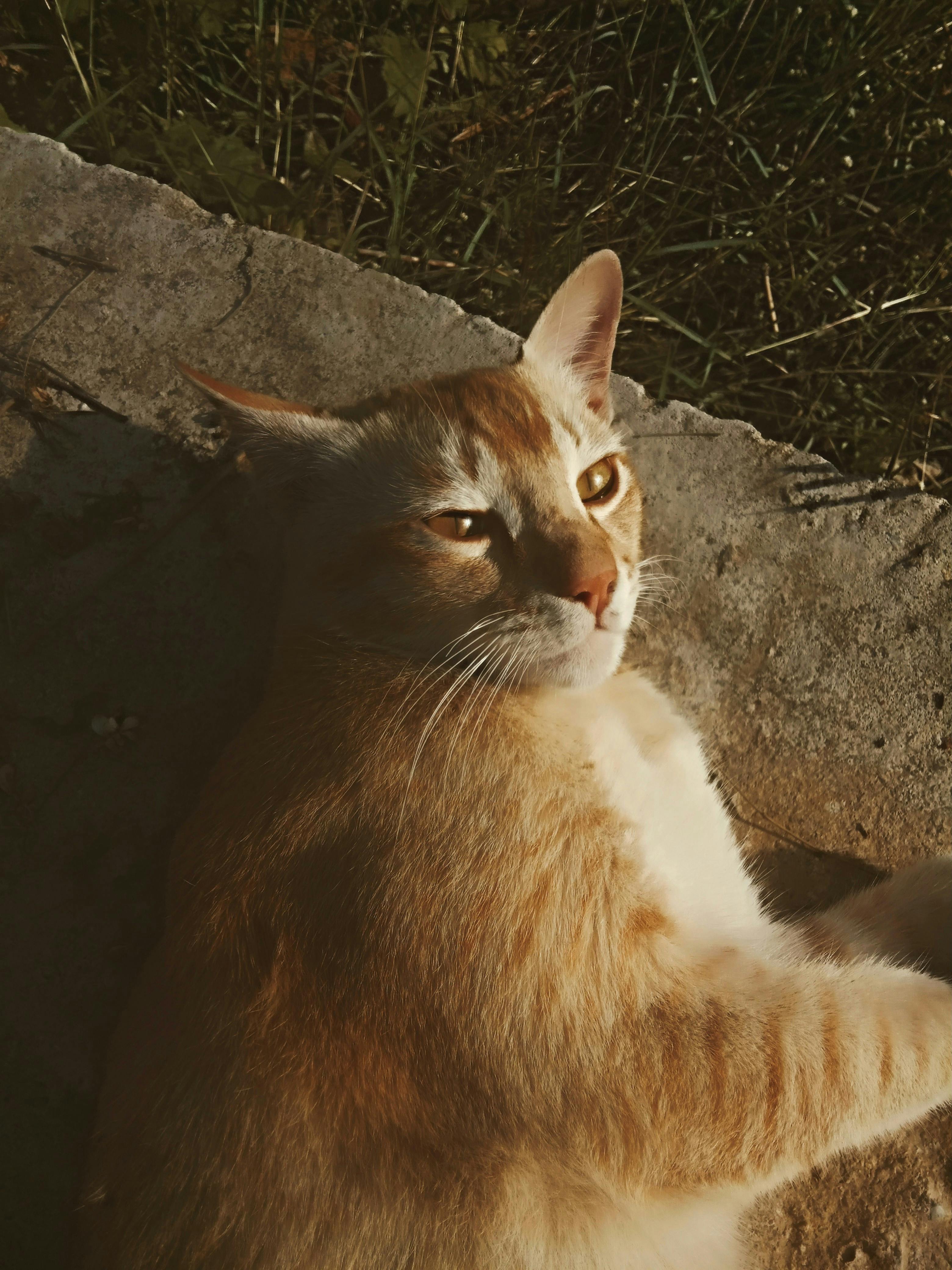 ginger cat relaxing in sunlit garden
