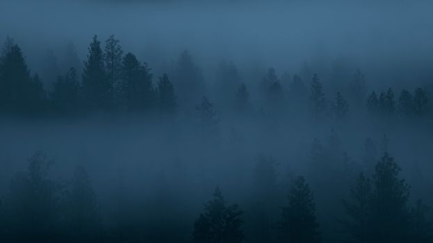 Misty forest landscape in Leavenworth, Washington at twilight, evoking serenity and calm.