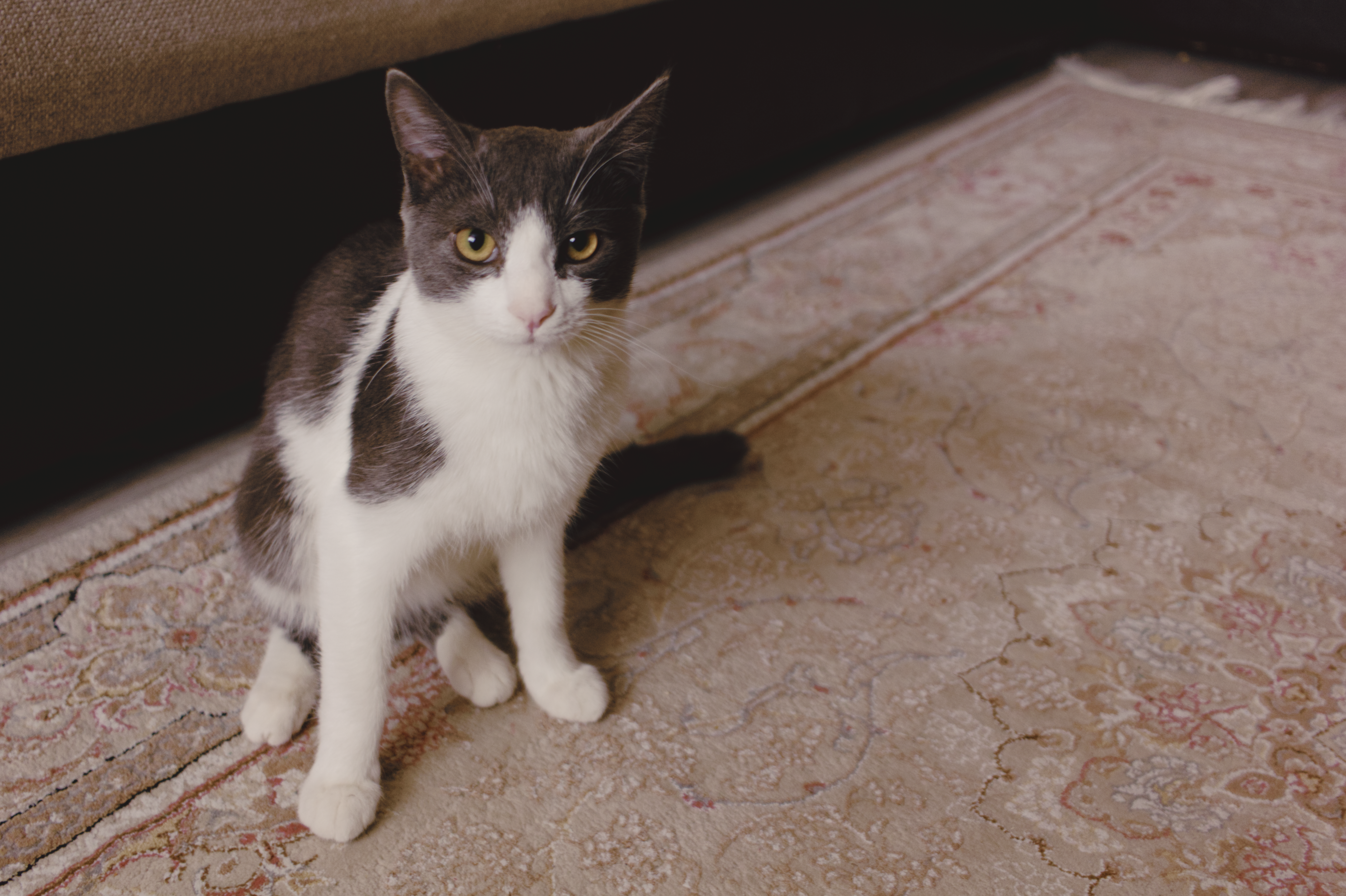 How to Create a Pet‑Proof Home for Curious Dogs and Cats — Photo by Primitive Spaces on Pexels