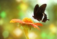 一只黑色蝴蝶栖息在五颜六色的花朵上，细节精致，令人惊叹