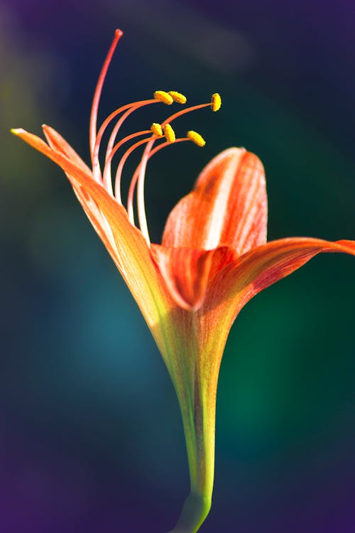 Close-up Photography Of Flower