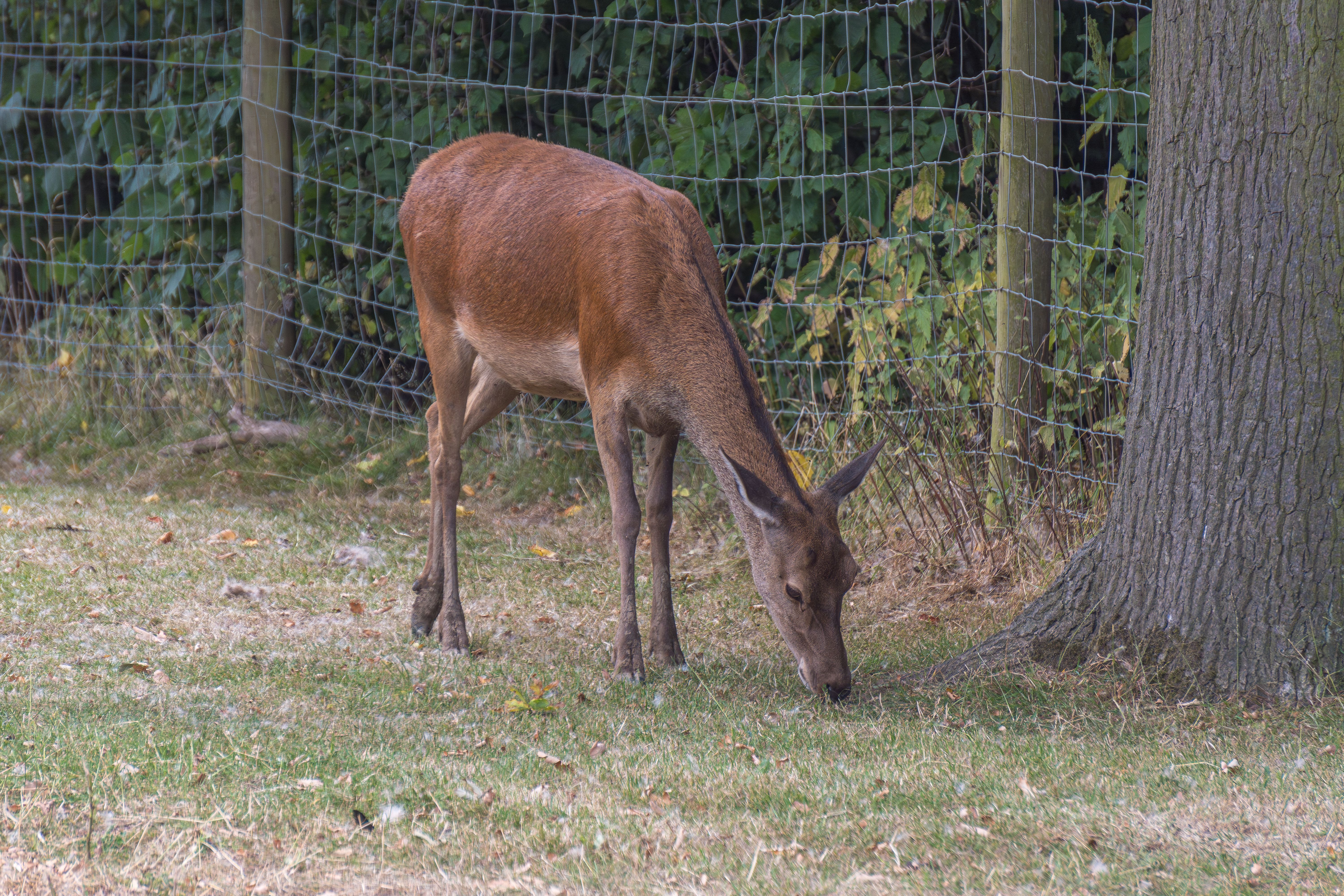 Red Deer Grazing Near Woodland Fence in UK · Free Stock Photo