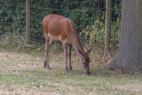 Free A red deer grazes near a woodland fence in the UK, highlighting natural wildlife behavior. Stock Photo