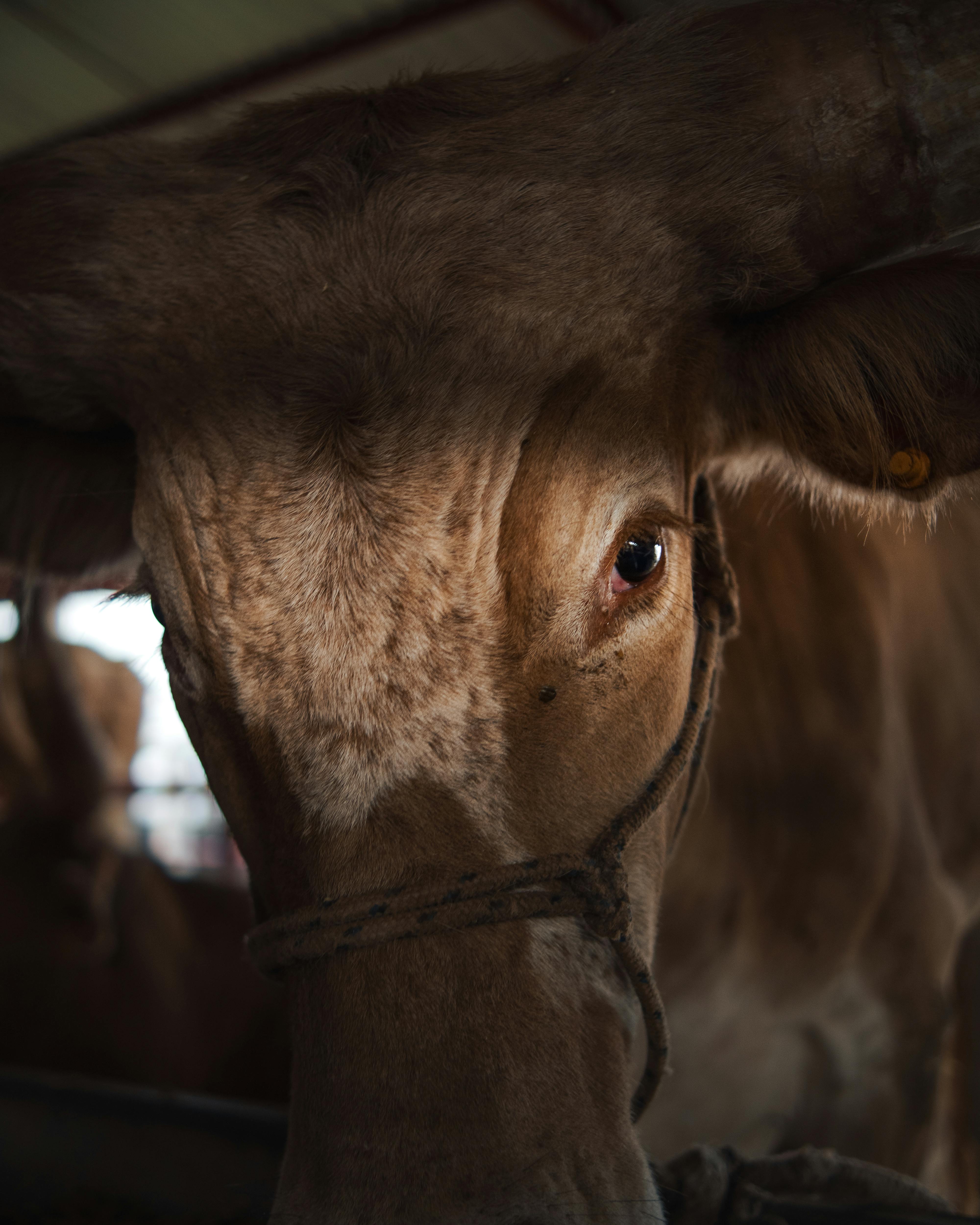 Detailed close-up of a bull's eye in a stable located in Cascavel, Brazil.