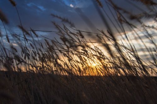 Free Stunning sunset view through tall grass, creating a serene and calming atmosphere. Stock Photo
