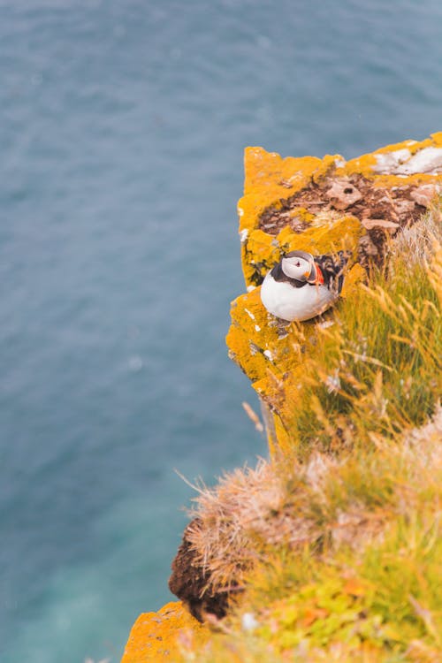 Duck On Cliff