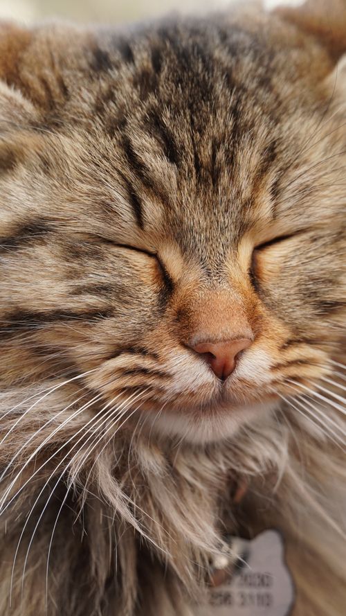 Free A serene close-up of a fluffy cat, eyes closed, capturing peacefulness and tranquility. Stock Photo