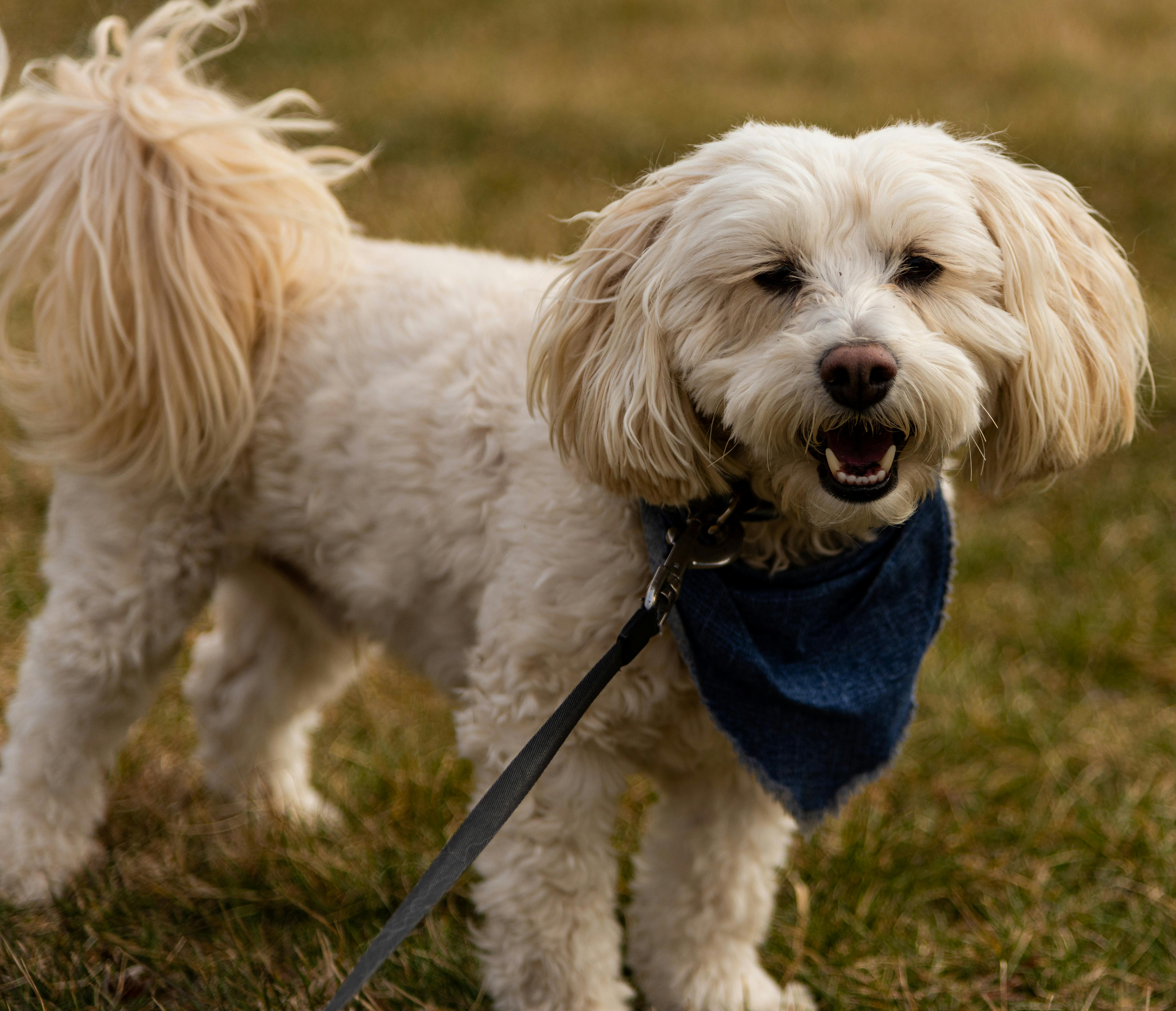 pet care pet safety — Photo by Jay Brand on Pexels