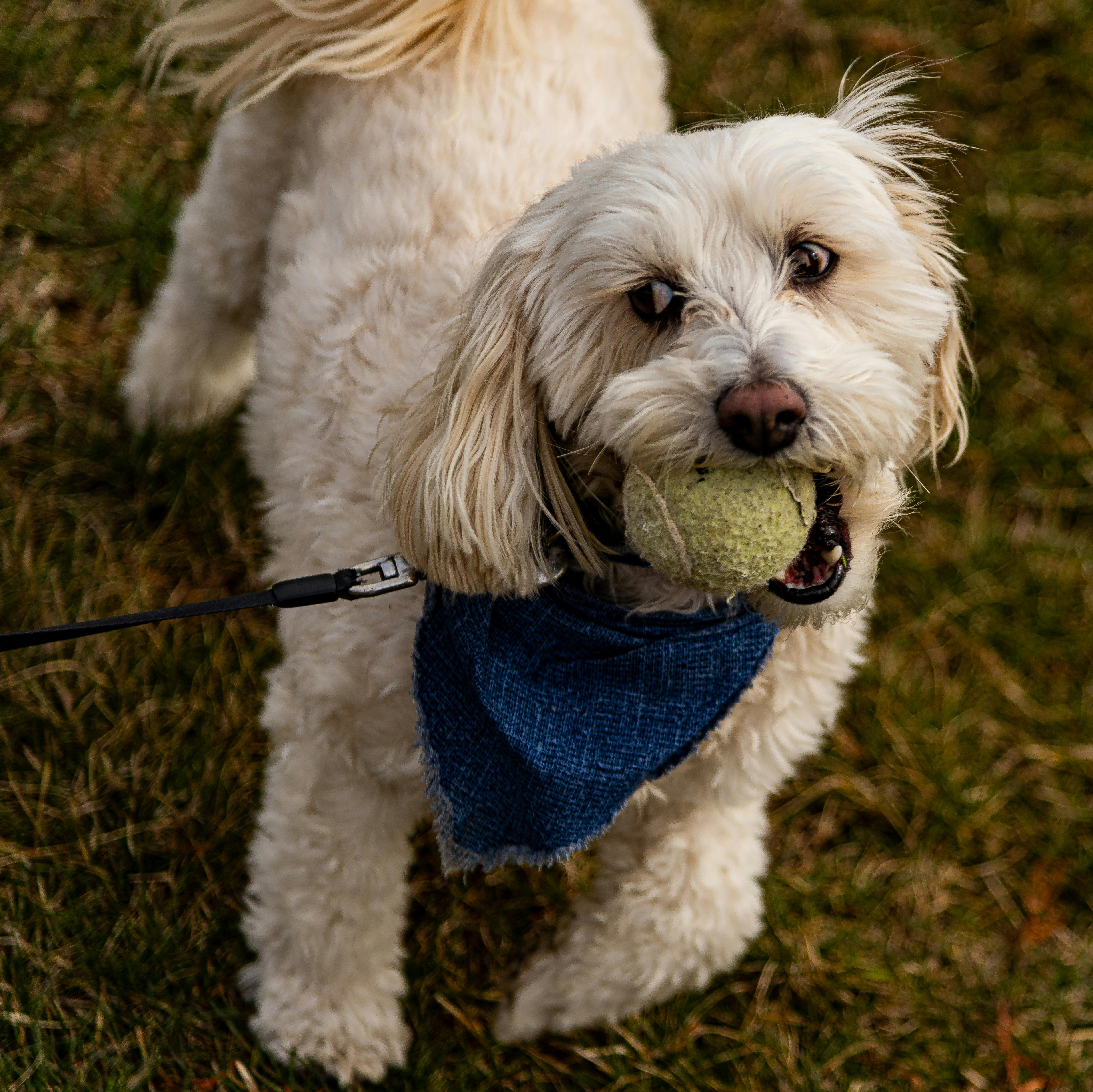 Pet Expert Kristen Levine Offers Pet Health, Safety and Wellness Tips for National Pet Month on TipsOnTV — Photo by Jay Brand