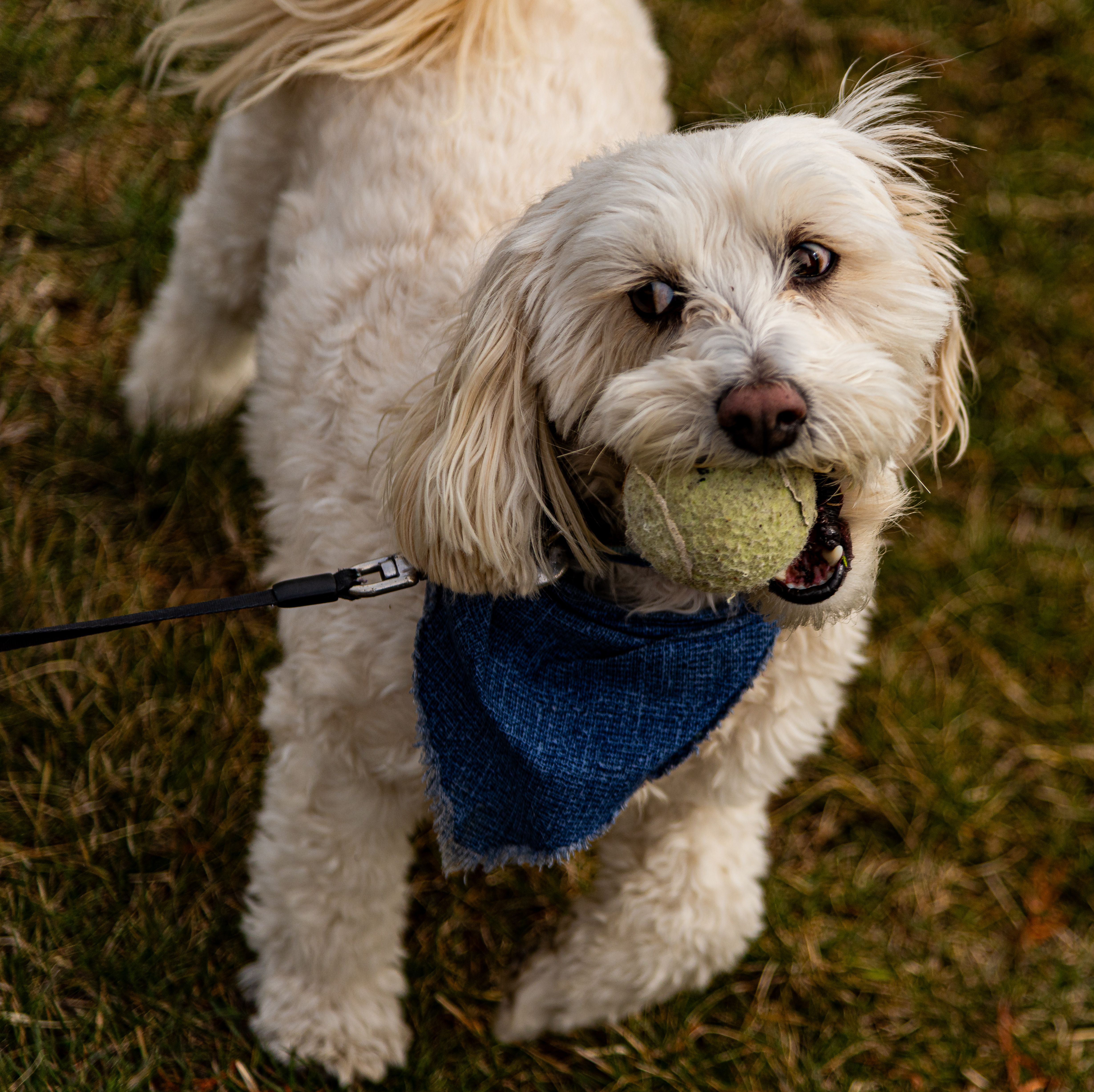 dog-training-photos-download-the-best-free-dog-training-stock-photos