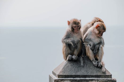 Three monkeys perched on a stone pillar against a serene backdrop, showcasing wildlife interaction.