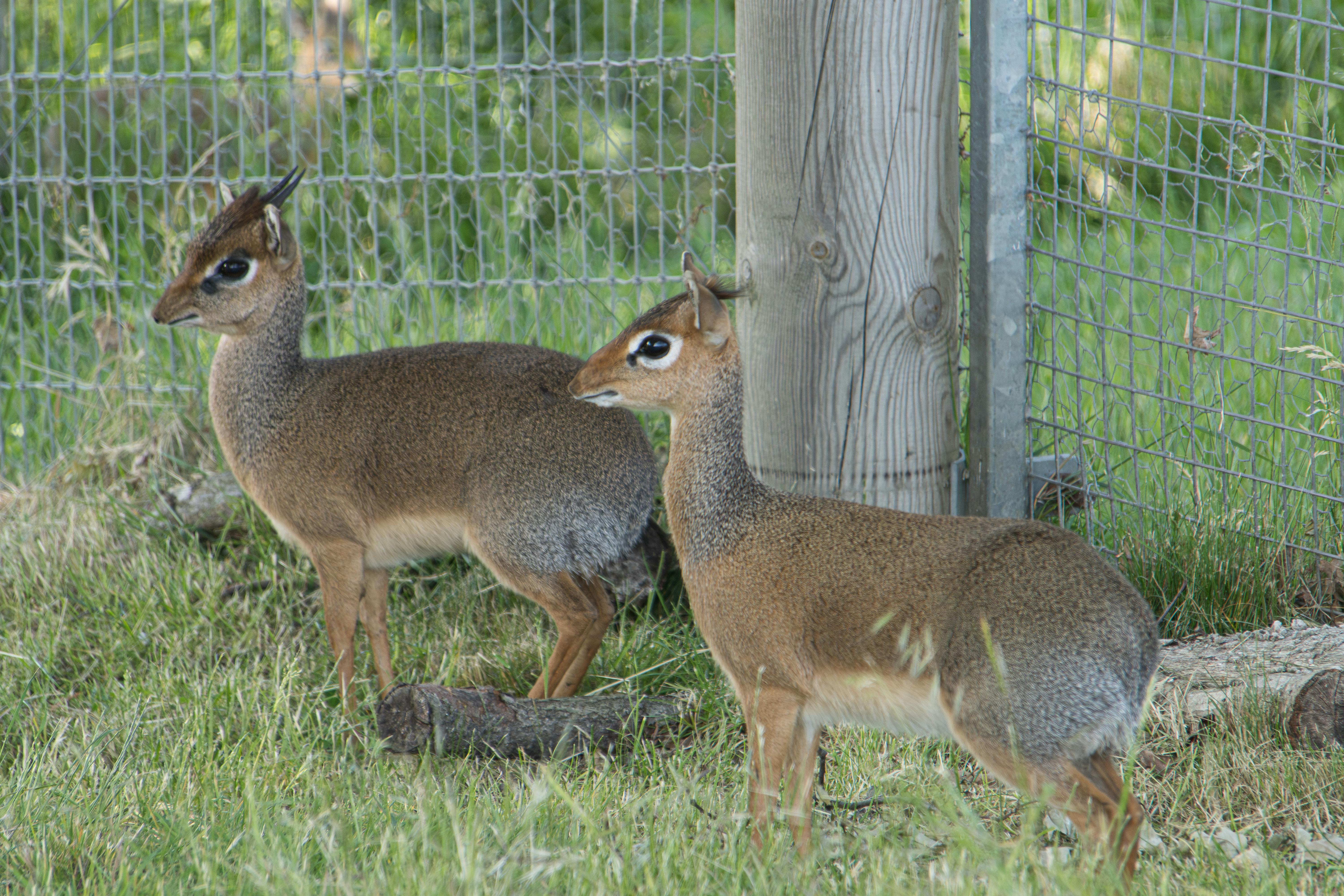 Gratuit Deux antilopes Dik-Dik de Kirk debout dans l'enclos d'un parc animalier, Royaume-Uni. Photos