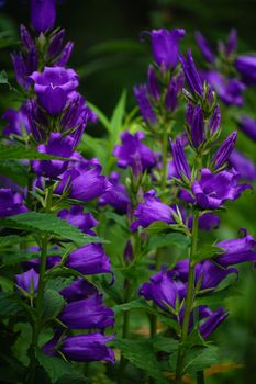 purple balloon flower bellflower