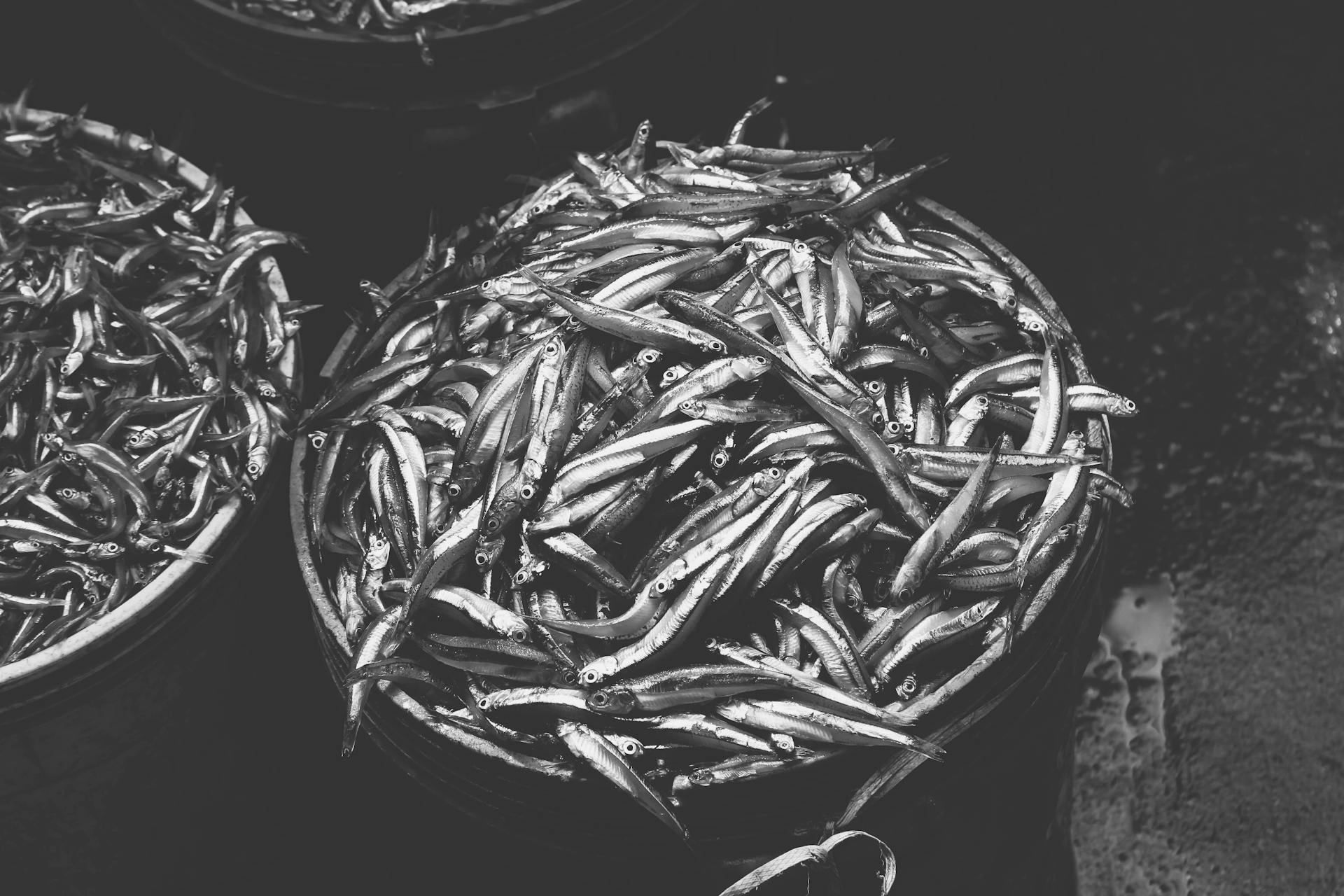 Black and white image of small fish piled in buckets, ideal for seafood and market themes.