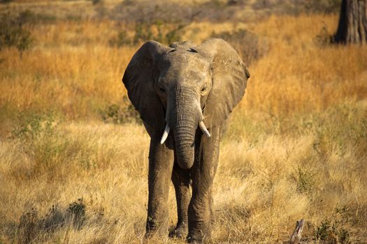 Hwange elephant safari extension — Victoria Falls